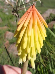 Kniphofia fluviatilis