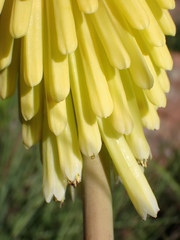 Kniphofia fluviatilis
