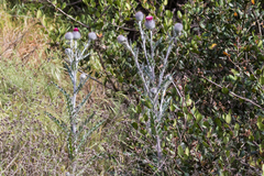 Cirsium occidentale occidentale