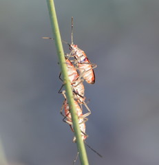 Leptocoris mitellatus