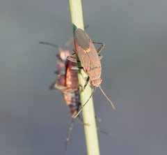Leptocoris mitellatus
