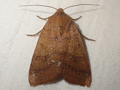 Agrochola nitida