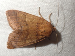 Agrochola nitida