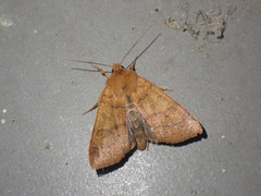 Agrochola nitida