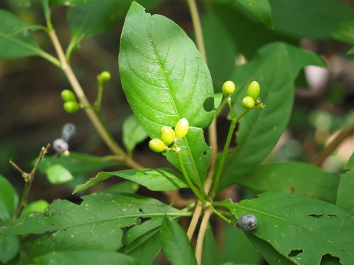 Rauvolfia verticillata, photograph 3