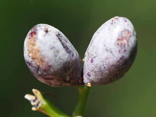 Image of Rauvolfia verticillata by no rights reserved