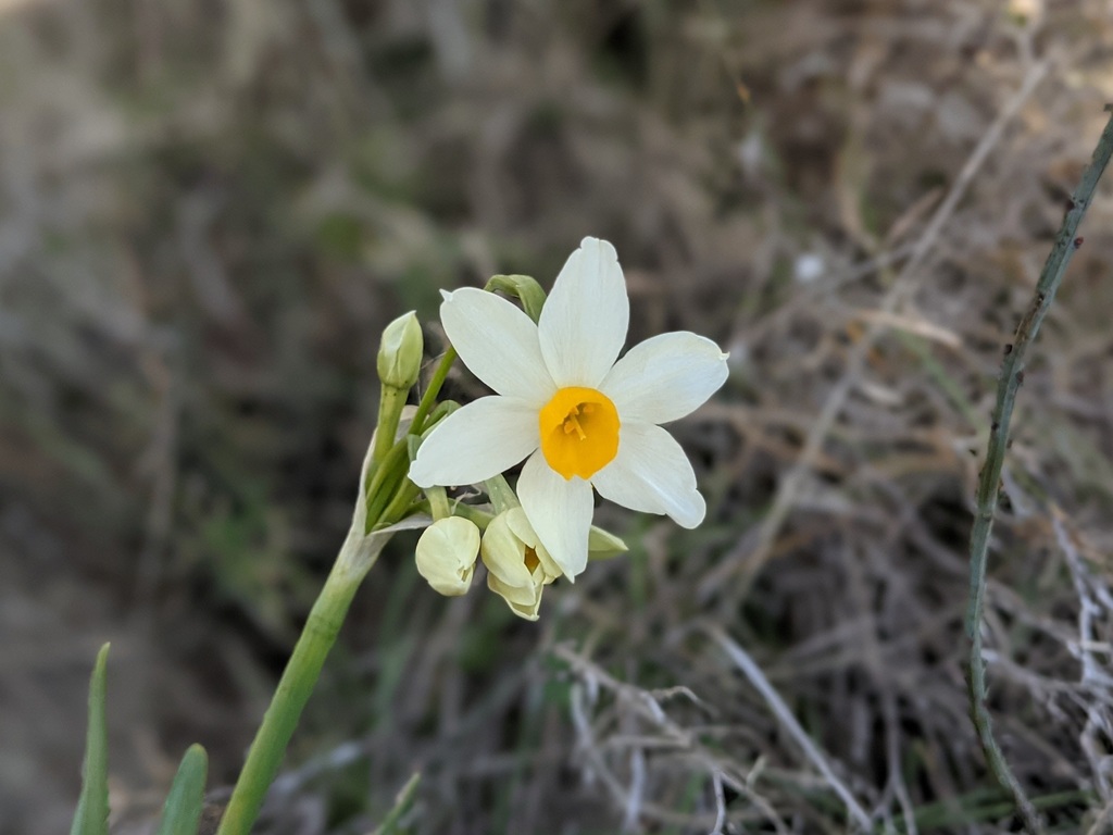 Bunchflowered Daffodil from Crete, Greece on December 25, 2021 at 12