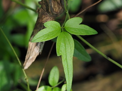 Clematis formosana