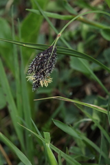 Carex caucasica