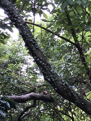 Lemmaphyllum microphyllum