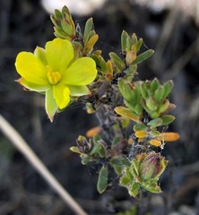 Hibbertia devitata