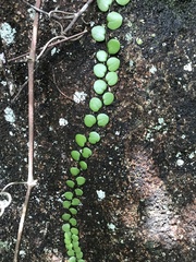 Lemmaphyllum microphyllum