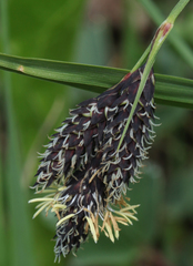 Carex caucasica