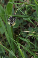 Carex caucasica