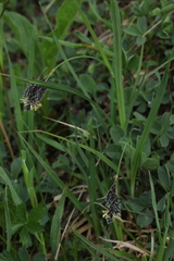 Carex caucasica