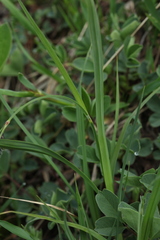 Carex caucasica