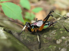 Pterophylla beltrani