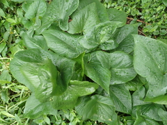 Typhonium roxburghii