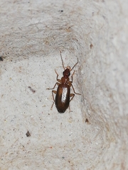 Dromius