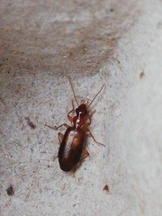 Dromius