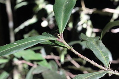 Syzygium ingens