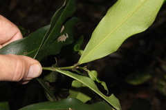 Syzygium ingens