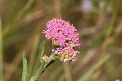 Achillea aspleniifolia