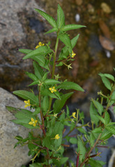 Ludwigia perennis
