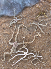 Ophiocnemis marmorata