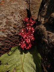 Streptocarpus dunnii