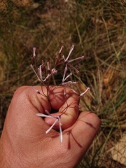 Brachystelma rubellum