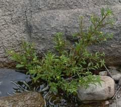 Ludwigia perennis