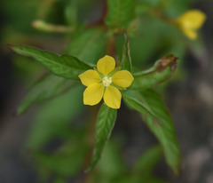 Ludwigia perennis