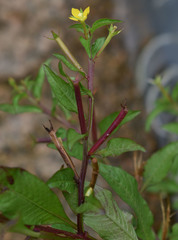 Ludwigia perennis