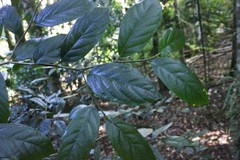 Alangium polyosmoides