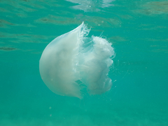 Rhopilema nomadica