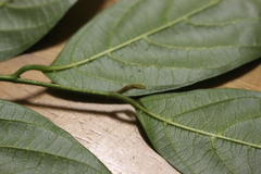 Alangium polyosmoides