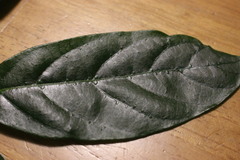 Alangium polyosmoides