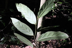 Alangium polyosmoides