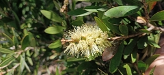 Melaleuca pallida