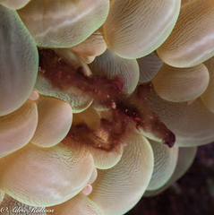 Achaeus japonicus