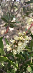 Melaleuca pallida
