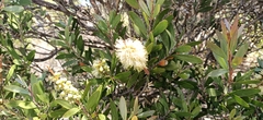 Melaleuca pallida