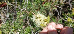 Melaleuca pallida