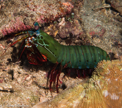 Odontodactylus scyllarus