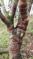 Prunus serrula