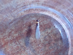 Kalotermes flavicollis