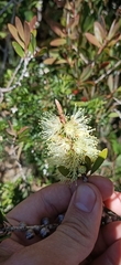 Melaleuca pallida