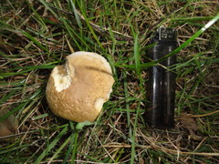 Hortiboletus bubalinus