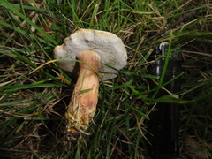 Hortiboletus bubalinus